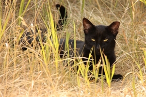 Black Cat
